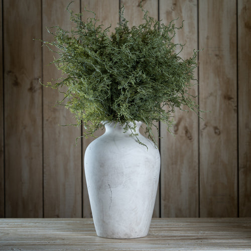 Asparagus Fern Bunch