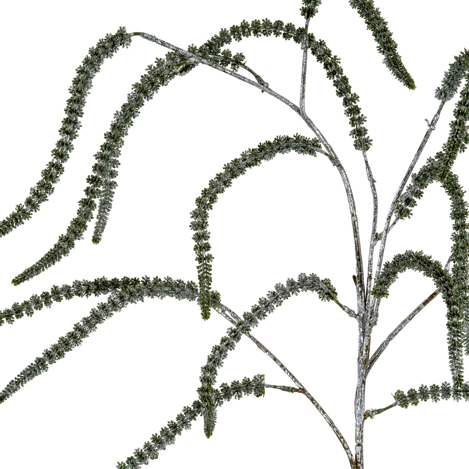 Festive Amaranthus