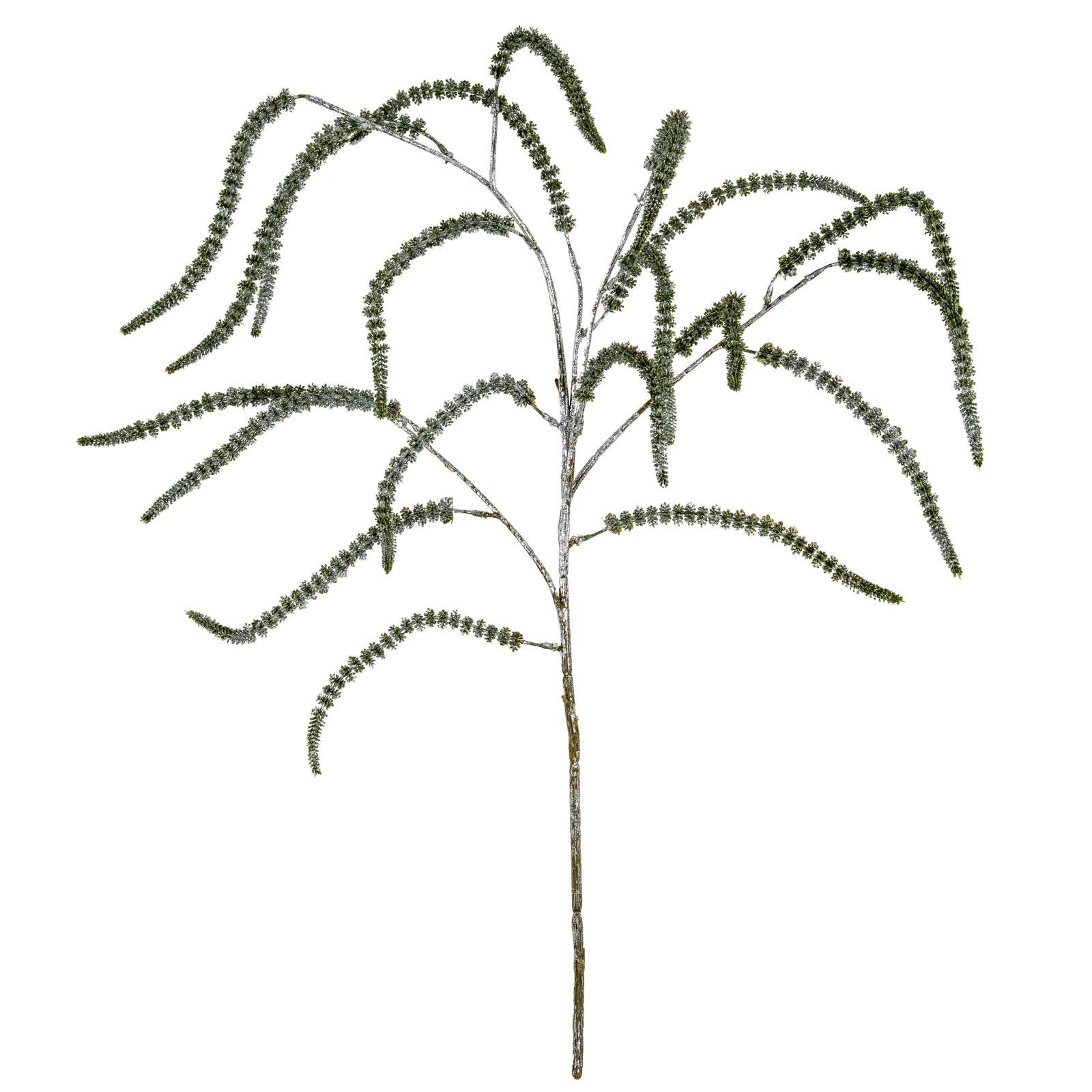 Festive Amaranthus