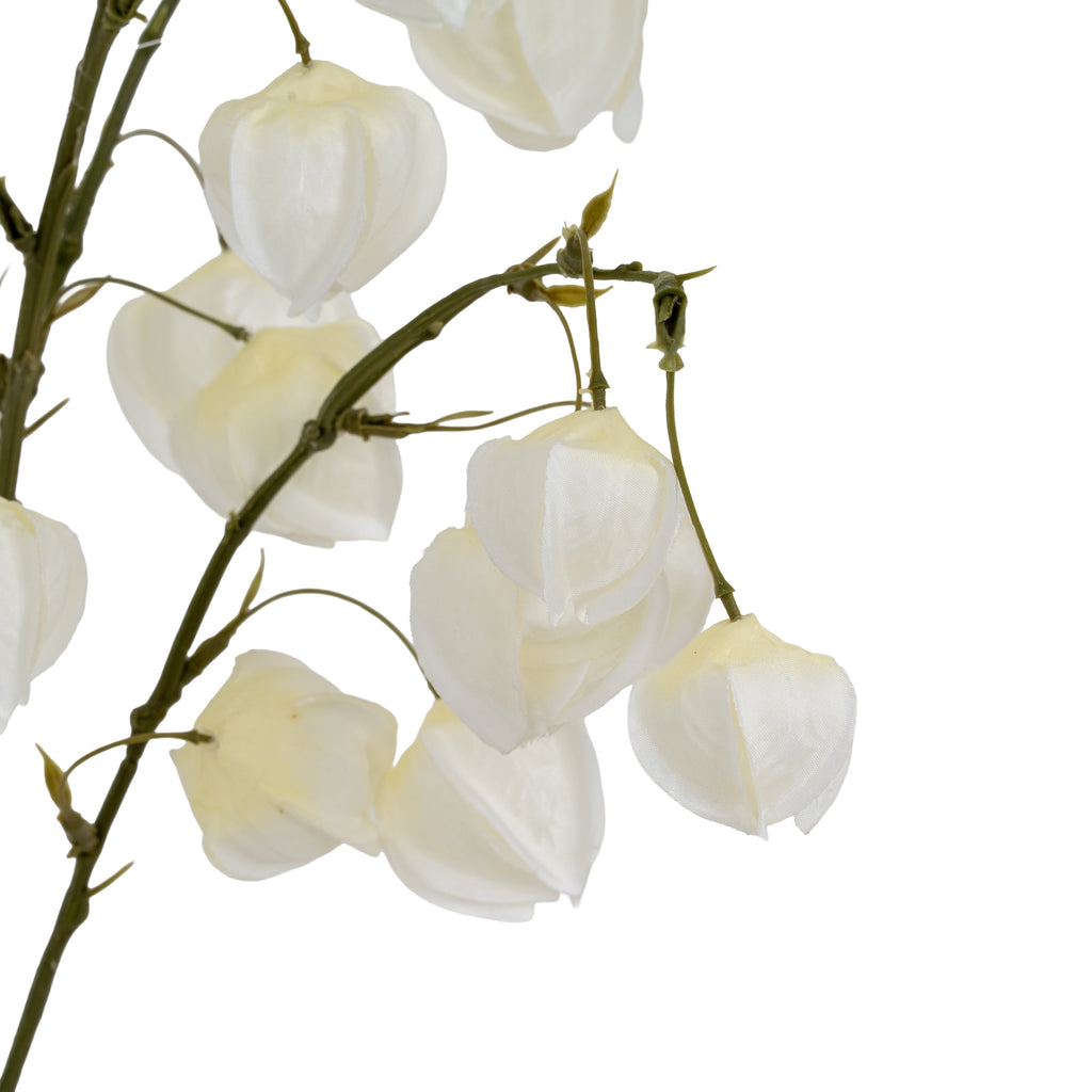 White Physalis Spray