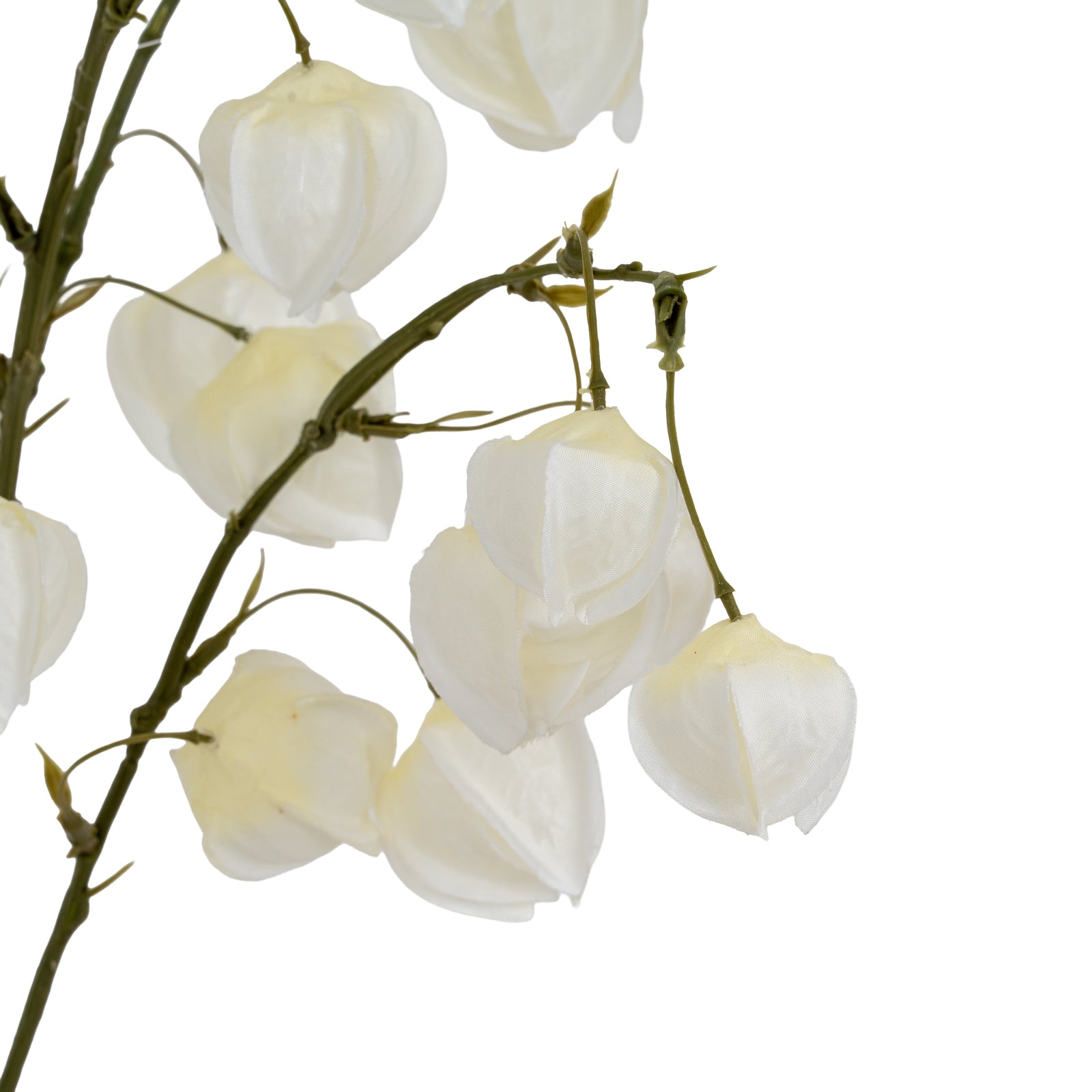 White Physalis Spray