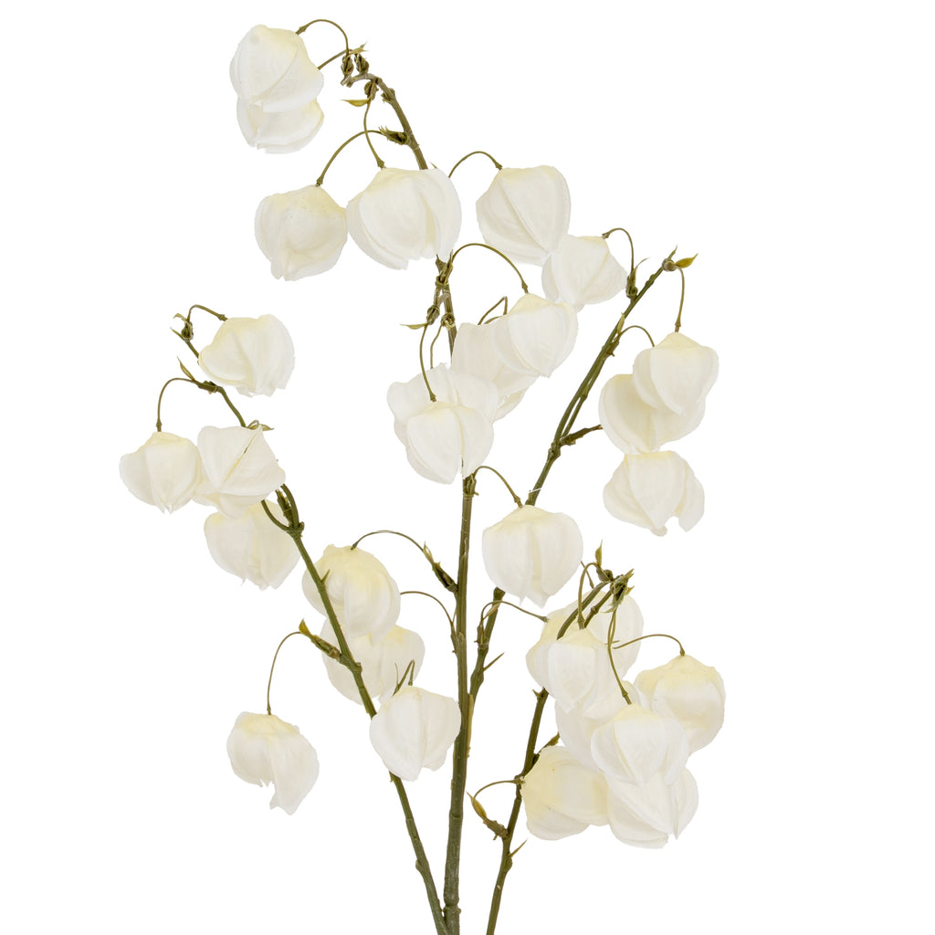 White Physalis Spray