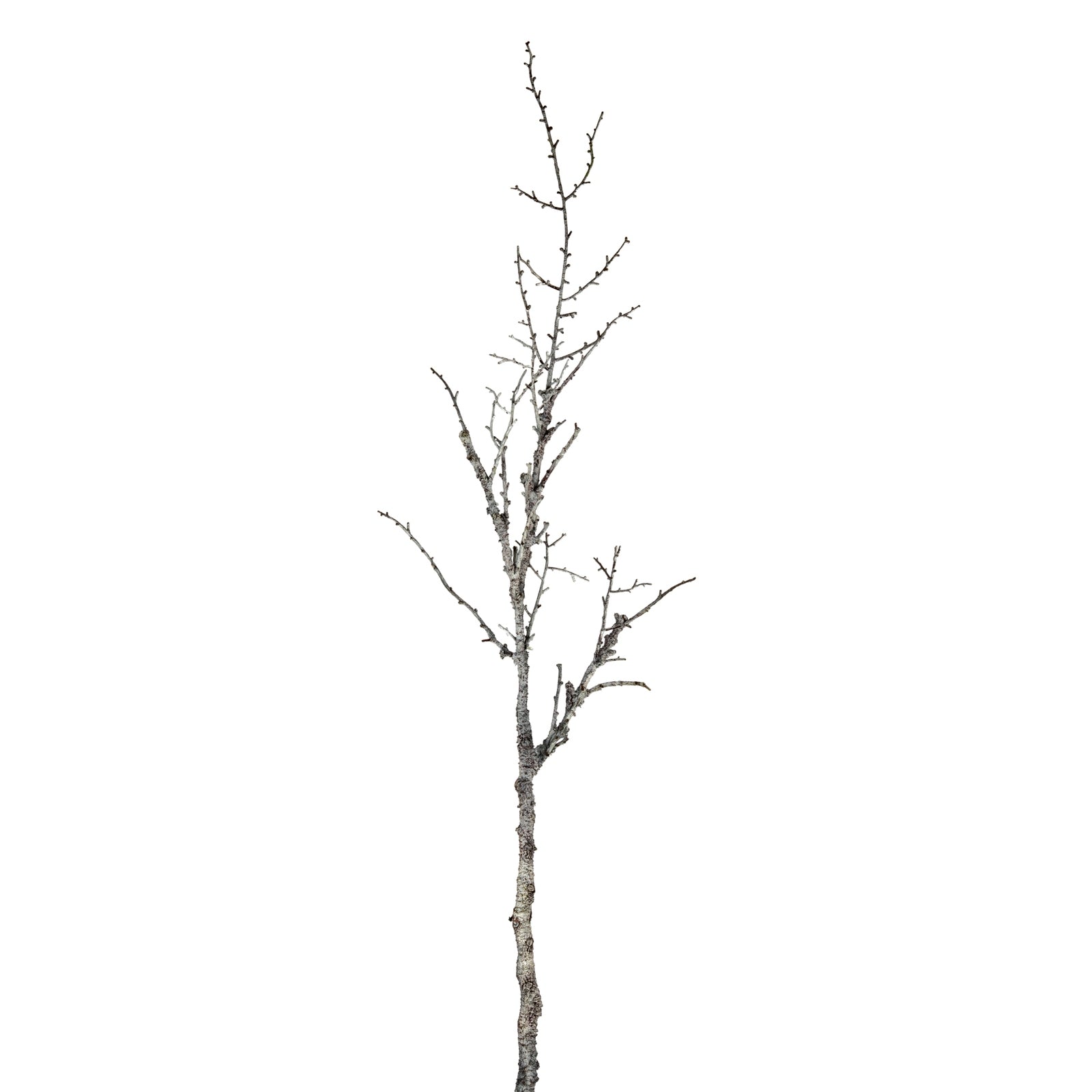 Snowy Winter Woodland Branch